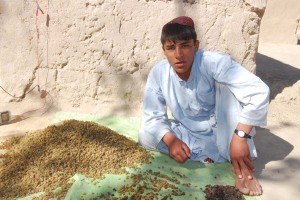 An Afghan boy sorts the good from the bad. The raisins were actually pretty good. I was one of the only ones brave enough to try them. 